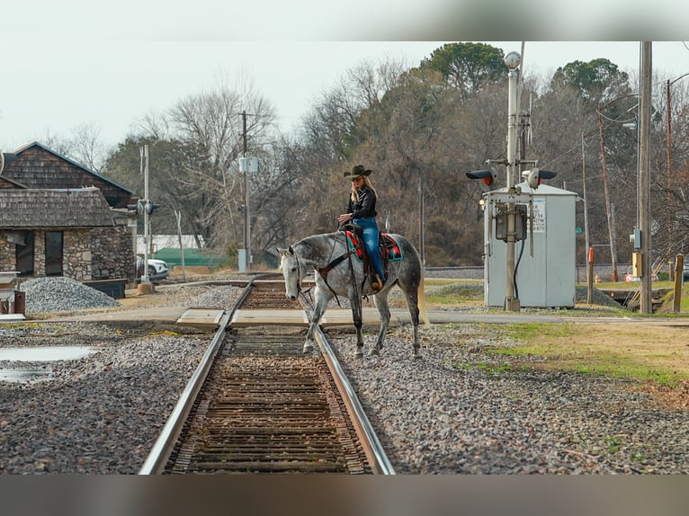 American Quarter Horse Gelding 7 years 15,3 hh Grey in Quitman