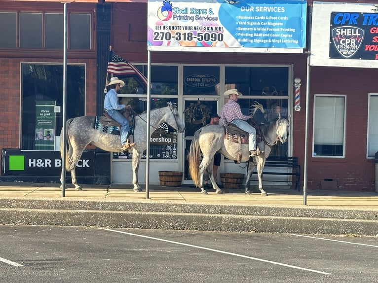 American Quarter Horse Gelding 7 years 15,3 hh Grey in Henderson