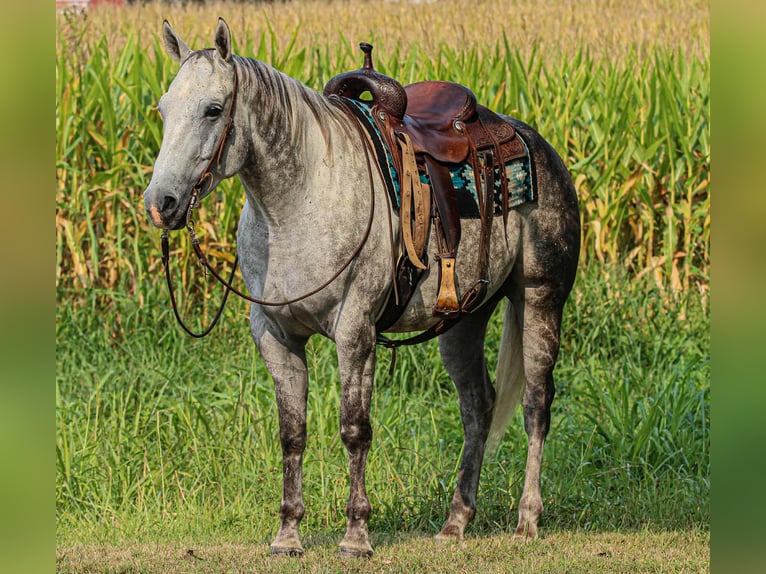 American Quarter Horse Gelding 7 years 15,3 hh Grey in Henderson