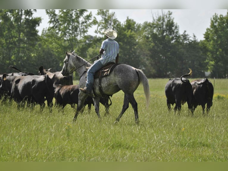 American Quarter Horse Gelding 7 years 15,3 hh Grey in Henderson