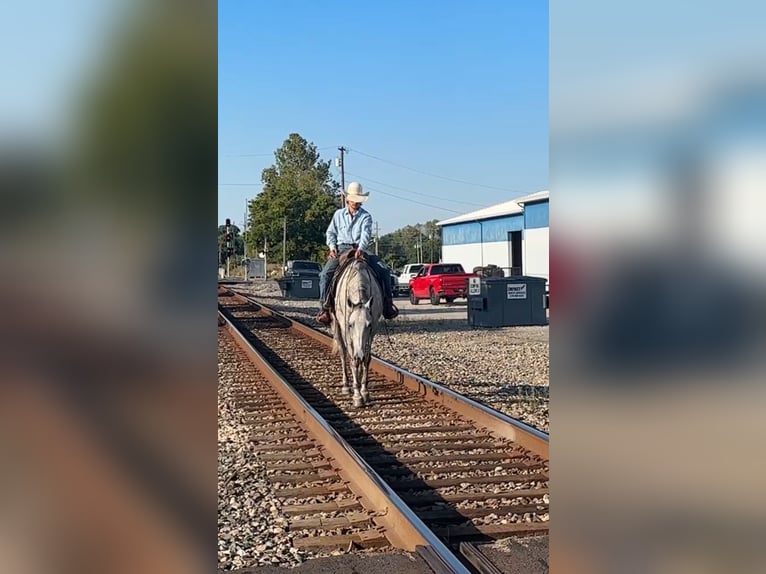 American Quarter Horse Gelding 7 years 15,3 hh Grey in Henderson