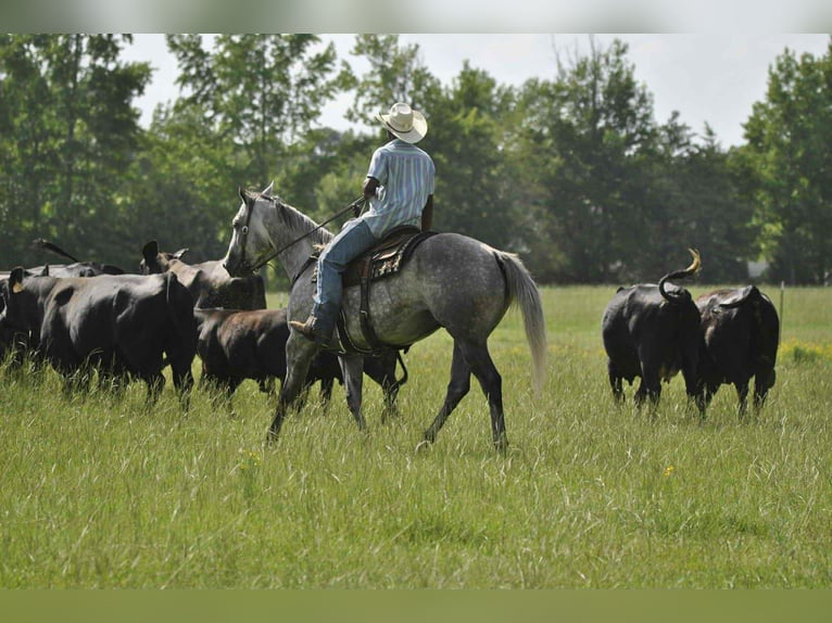 American Quarter Horse Gelding 7 years 15,3 hh Grey in Henderson KY American Quarter Horse Gelding 7 years 15,3 hh Grey in Henderson KY