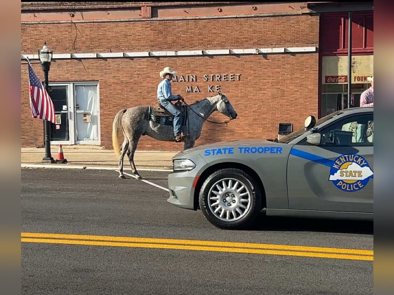 American Quarter Horse Gelding 7 years 15,3 hh Grey in Henderson KY American Quarter Horse Gelding 7 years 15,3 hh Grey in Henderson KY