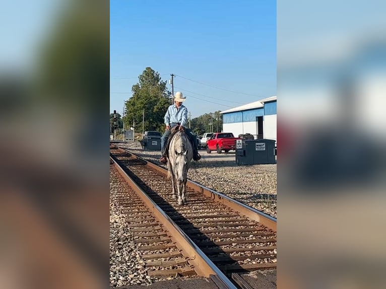 American Quarter Horse Gelding 7 years 15,3 hh Grey in Henderson KY American Quarter Horse Gelding 7 years 15,3 hh Grey in Henderson KY