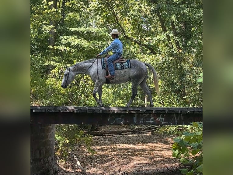 American Quarter Horse Gelding 7 years 15,3 hh Grey in Henderson KY American Quarter Horse Gelding 7 years 15,3 hh Grey in Henderson KY