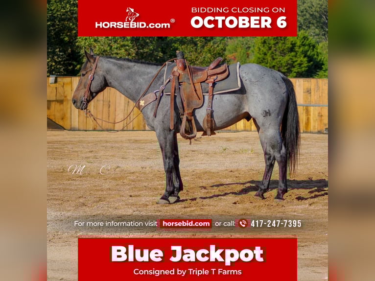 American Quarter Horse Gelding 7 years 15,3 hh Roan-Blue in Summersville