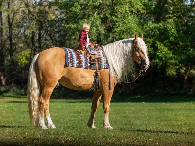 American Quarter Horse Mix Gelding 7 years 16,1 hh Palomino in Grand Island, NE