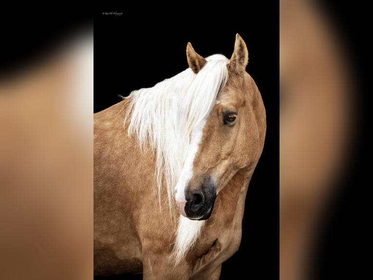 American Quarter Horse Mix Gelding 7 years 16,1 hh Palomino in Grand Island, NE