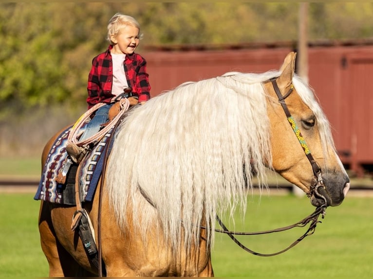 American Quarter Horse Mix Gelding 7 years 16,1 hh Palomino in Grand Island, NE