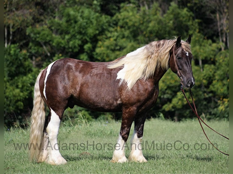 American Quarter Horse Gelding 7 years 16,1 hh in Mount Vernon