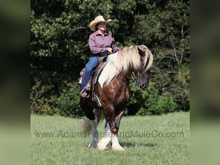 American Quarter Horse Gelding 7 years 16,1 hh in Mount Vernon