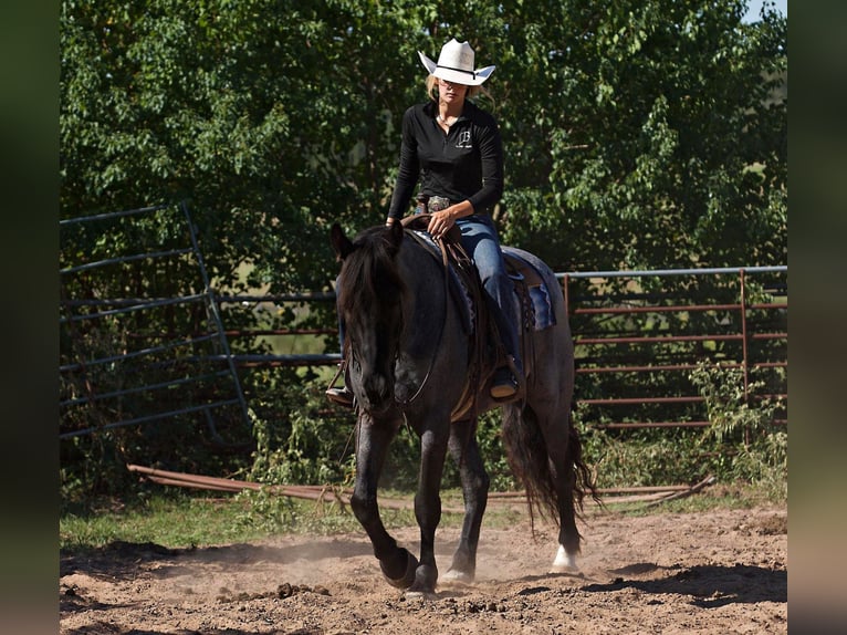 American Quarter Horse Gelding 7 years 16,1 hh Roan-Blue in Huntsville Tx