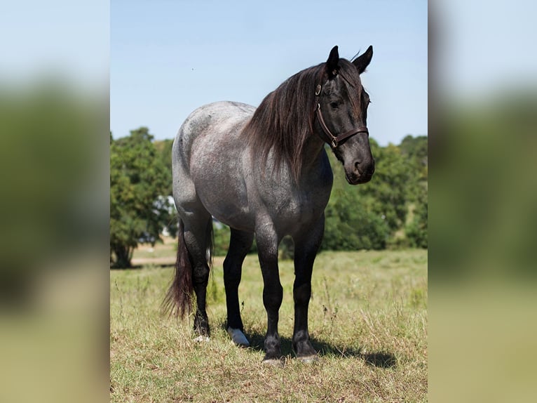 American Quarter Horse Gelding 7 years 16,1 hh Roan-Blue in Huntsville Tx