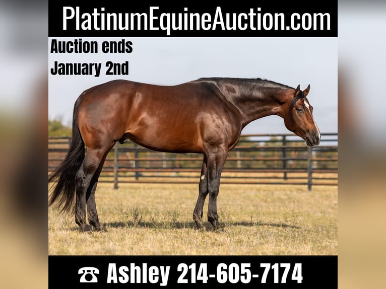 American Quarter Horse Gelding 7 years 16,2 hh Bay in Weatherford TX