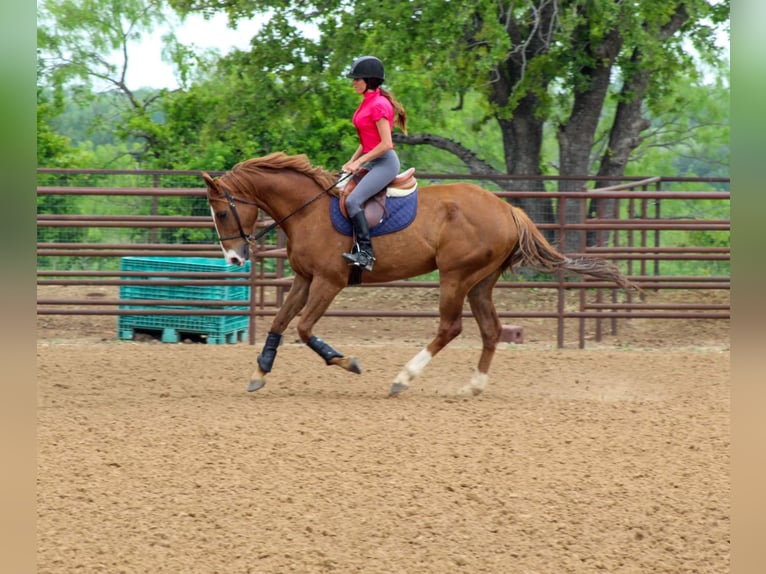 American Quarter Horse Gelding 7 years 16,2 hh Sorrel in Stephenville TX