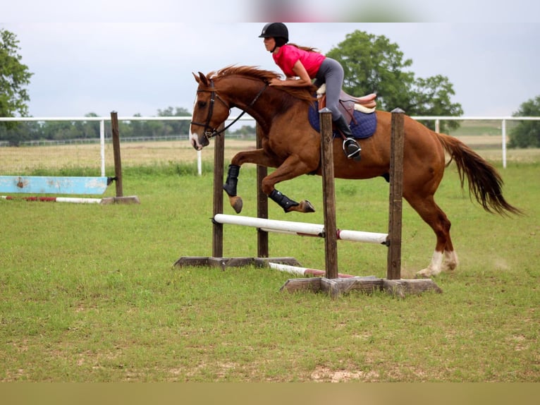 American Quarter Horse Gelding 7 years 16,2 hh Sorrel in Stephenville TX