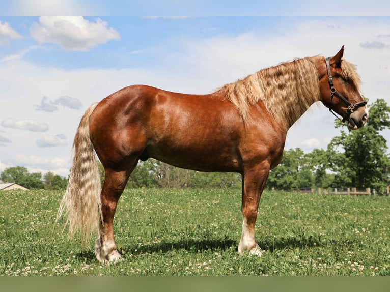 American Quarter Horse Gelding 7 years 16,3 hh Chestnut in Howell, MI