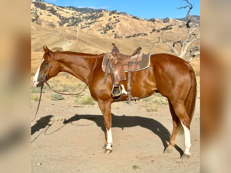 American Quarter Horse Gelding 7 years 16,3 hh Overo-all-colors in Bitterwater CA