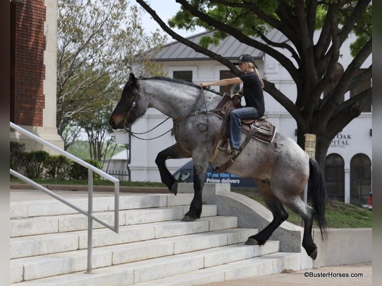 American Quarter Horse Gelding 7 years 16,3 hh Roan-Bay in WeATHERFORD tx