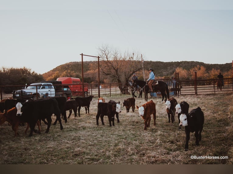 American Quarter Horse Gelding 7 years 16,3 hh Roan-Bay in WeATHERFORD tx