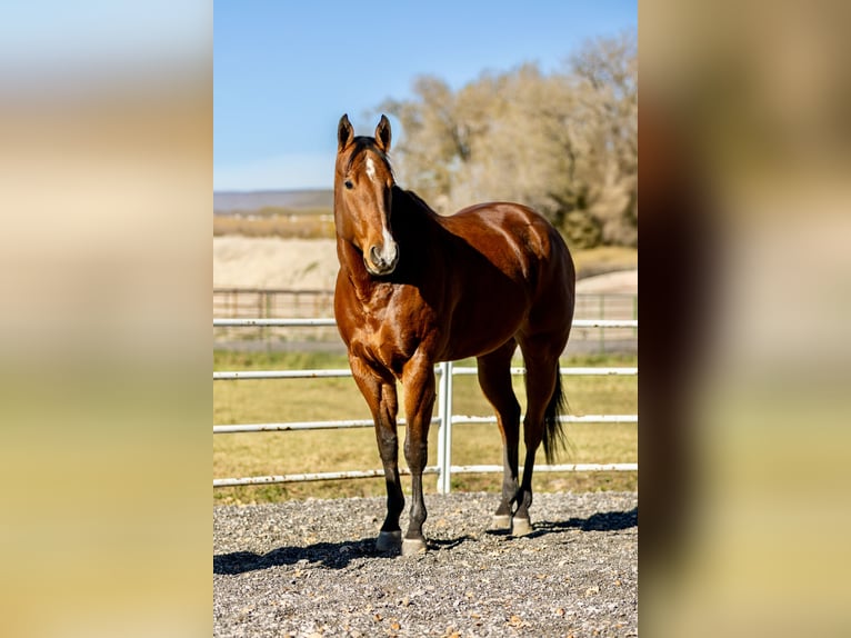 American Quarter Horse Gelding 7 years 16 hh Bay in Riverton