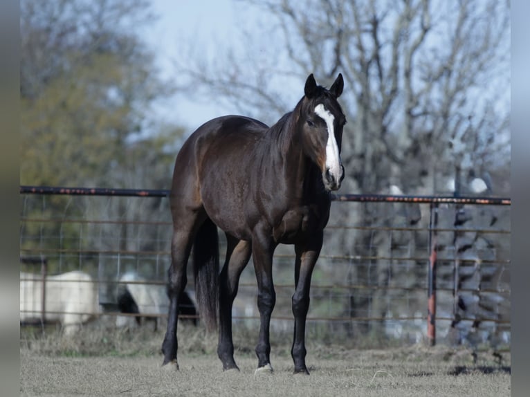 American Quarter Horse Mix Gelding 7 years 16 hh Bay in Athens