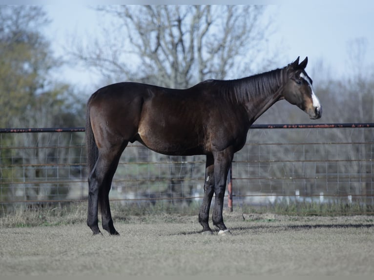 American Quarter Horse Mix Gelding 7 years 16 hh Bay in Athens