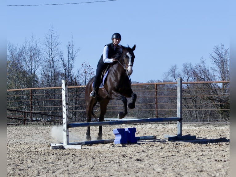 American Quarter Horse Mix Gelding 7 years 16 hh Bay in Athens
