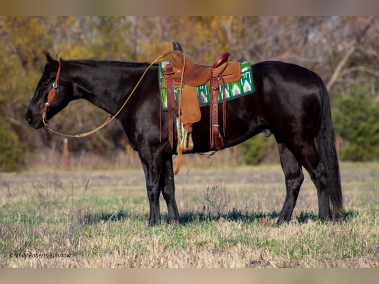 American Quarter Horse Gelding 7 years 16 hh Black in Baxter Springs