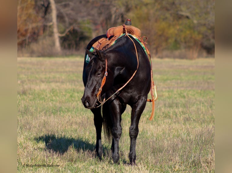 American Quarter Horse Gelding 7 years 16 hh Black in Baxter Springs