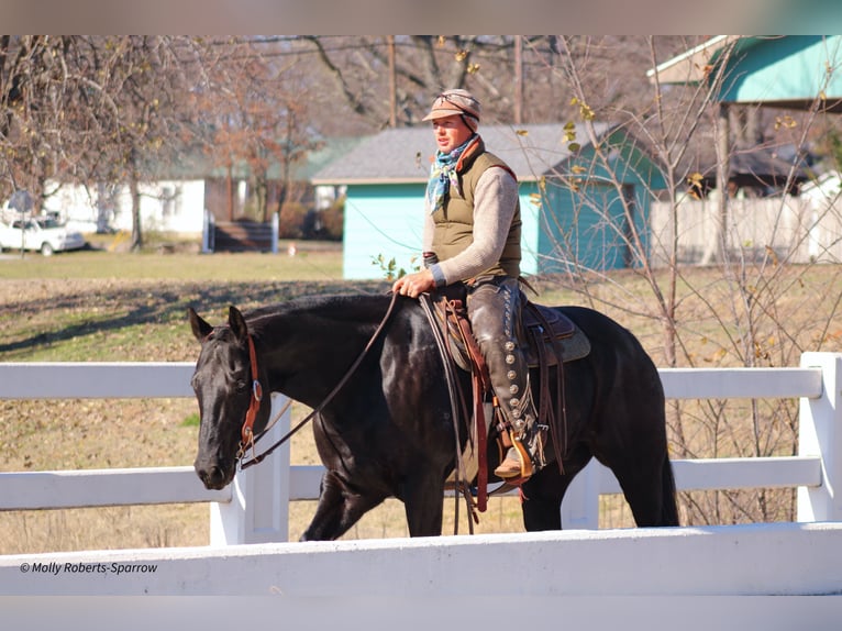 American Quarter Horse Gelding 7 years 16 hh Black in Baxter Springs