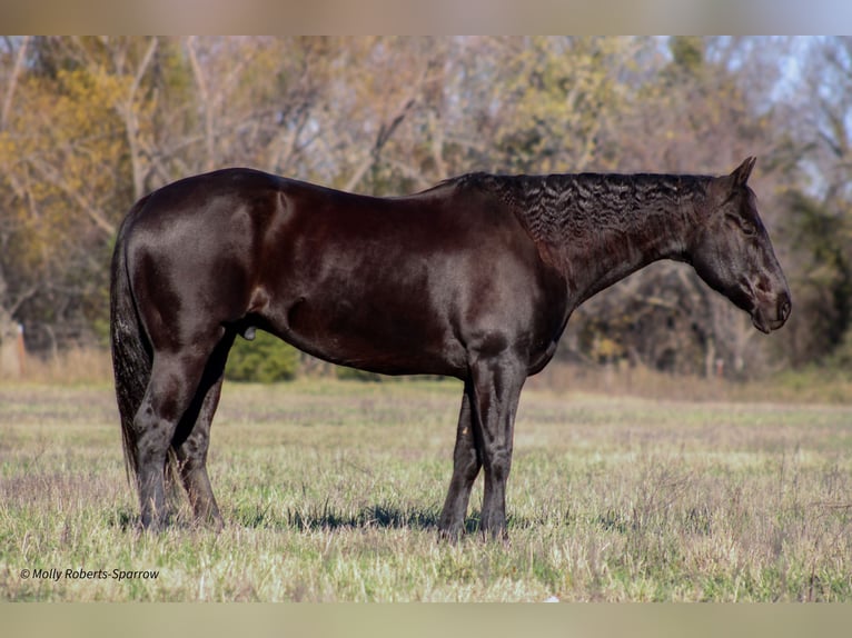 American Quarter Horse Gelding 7 years 16 hh Black in Baxter Springs