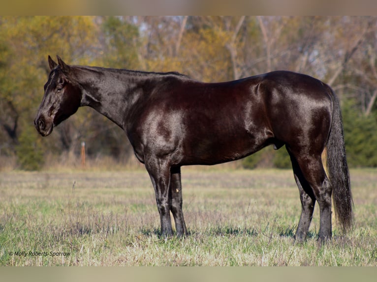 American Quarter Horse Gelding 7 years 16 hh Black in Baxter Springs