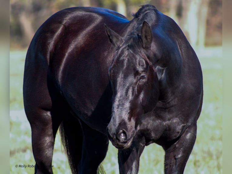 American Quarter Horse Gelding 7 years 16 hh Black in Baxter Springs