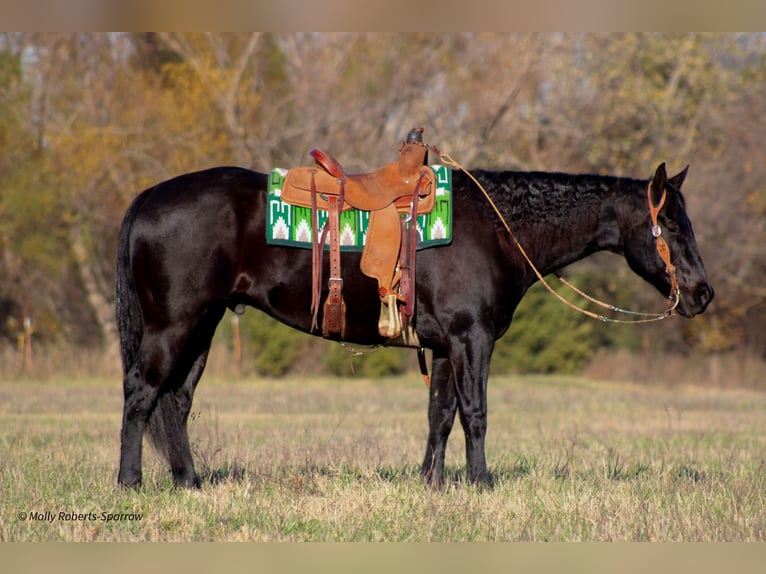 American Quarter Horse Gelding 7 years 16 hh Black in Baxter Springs