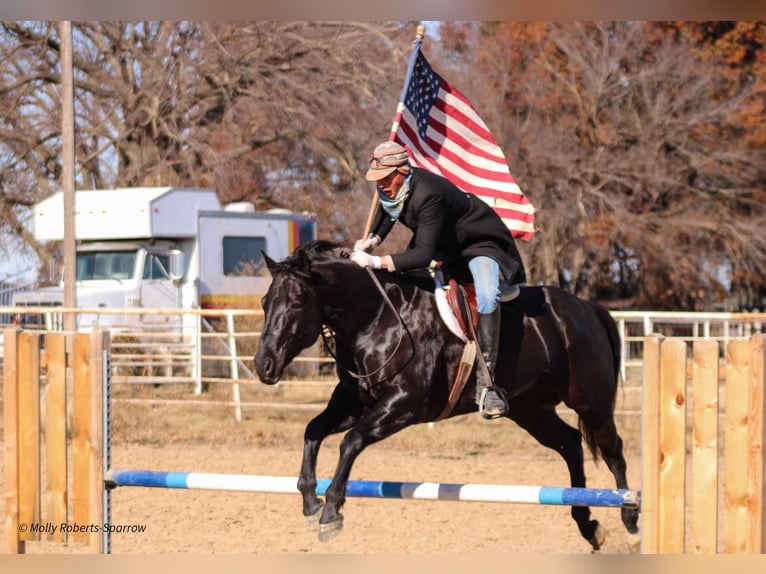 American Quarter Horse Gelding 7 years 16 hh Black in Baxter Springs