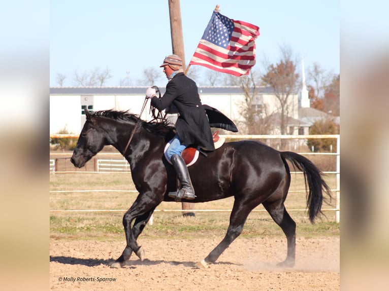 American Quarter Horse Gelding 7 years 16 hh Black in Baxter Springs