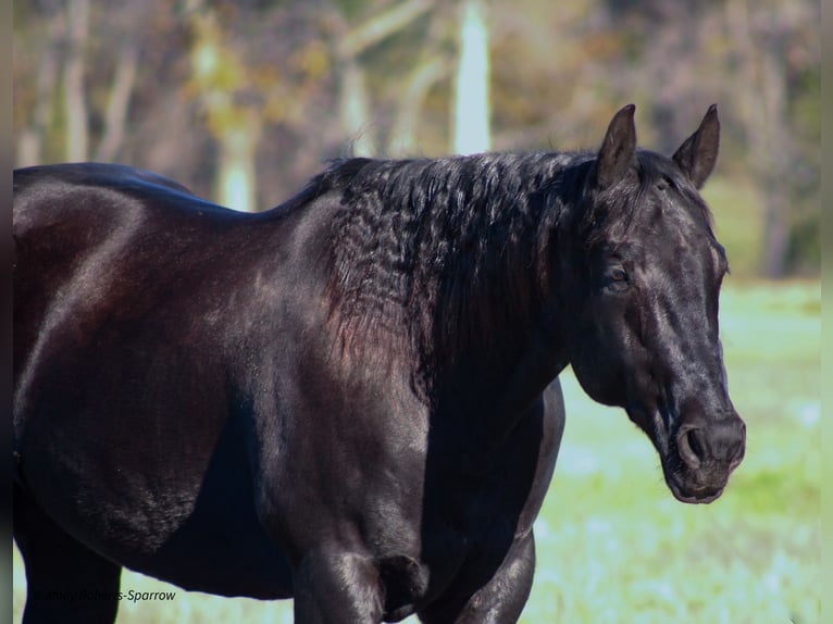 American Quarter Horse Gelding 7 years 16 hh Black in Baxter Springs