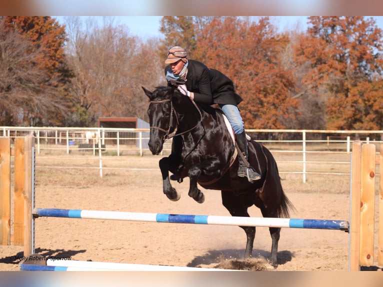 American Quarter Horse Gelding 7 years 16 hh Black in Baxter Springs