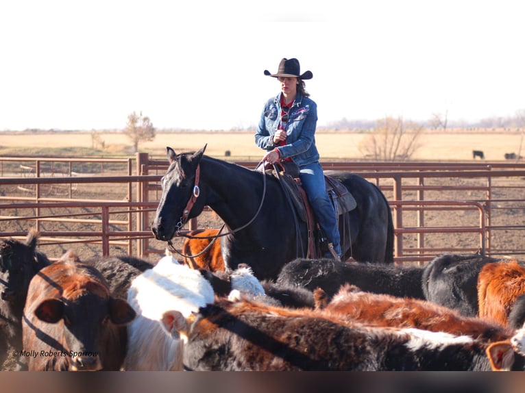 American Quarter Horse Gelding 7 years 16 hh Black in Baxter Springs