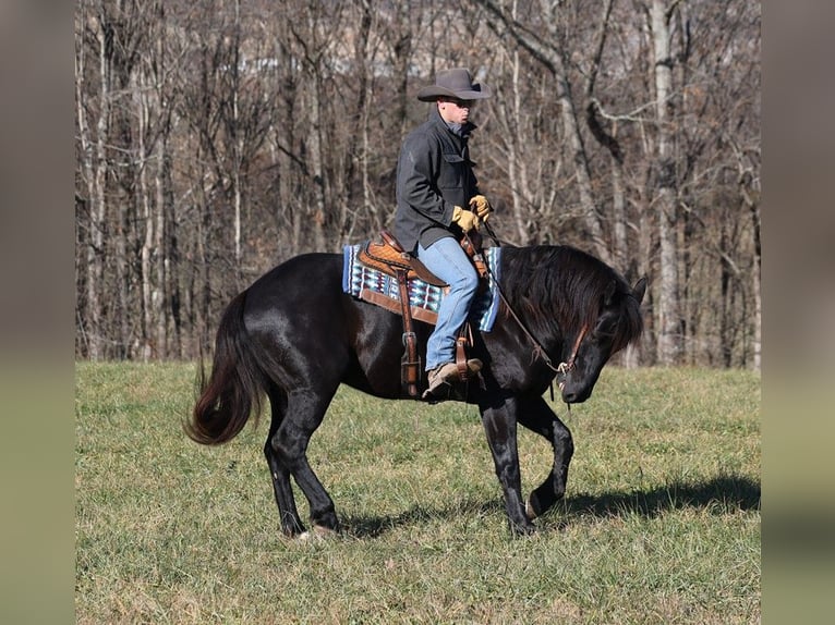 American Quarter Horse Gelding 7 years 16 hh Black in Mount Vernon