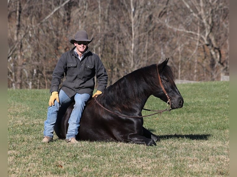 American Quarter Horse Gelding 7 years 16 hh Black in Mount Vernon