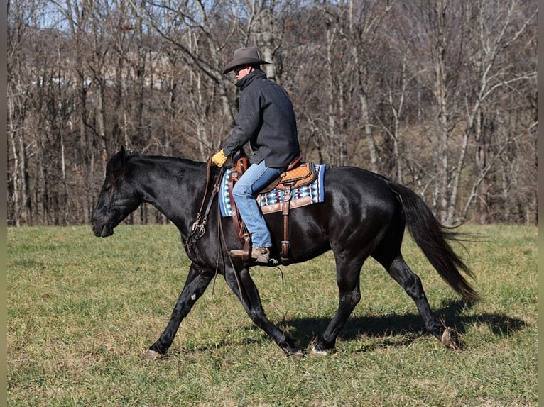 American Quarter Horse Gelding 7 years 16 hh Black in Mount Vernon