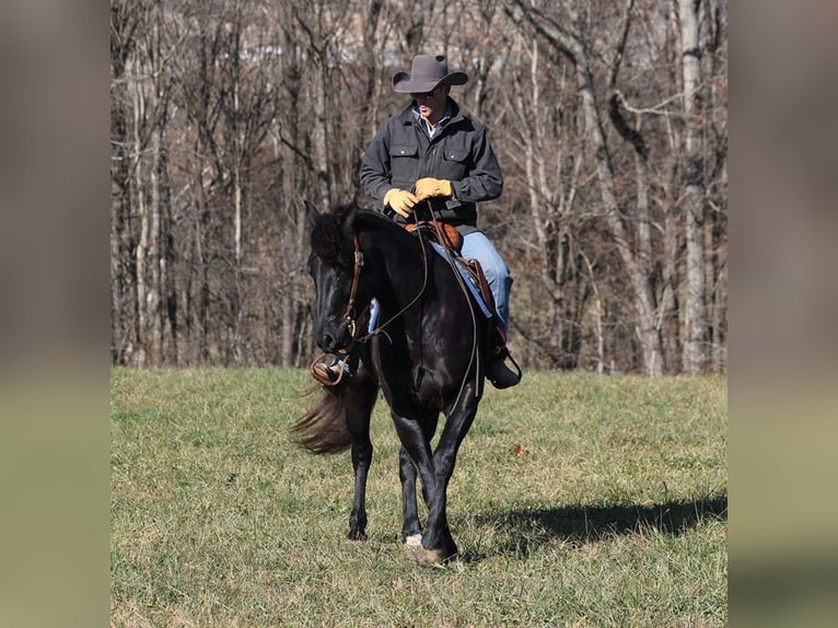 American Quarter Horse Gelding 7 years 16 hh Black in Mount Vernon