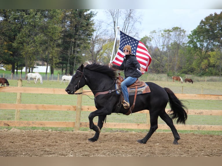 American Quarter Horse Gelding 7 years 16 hh Black in Howell MI