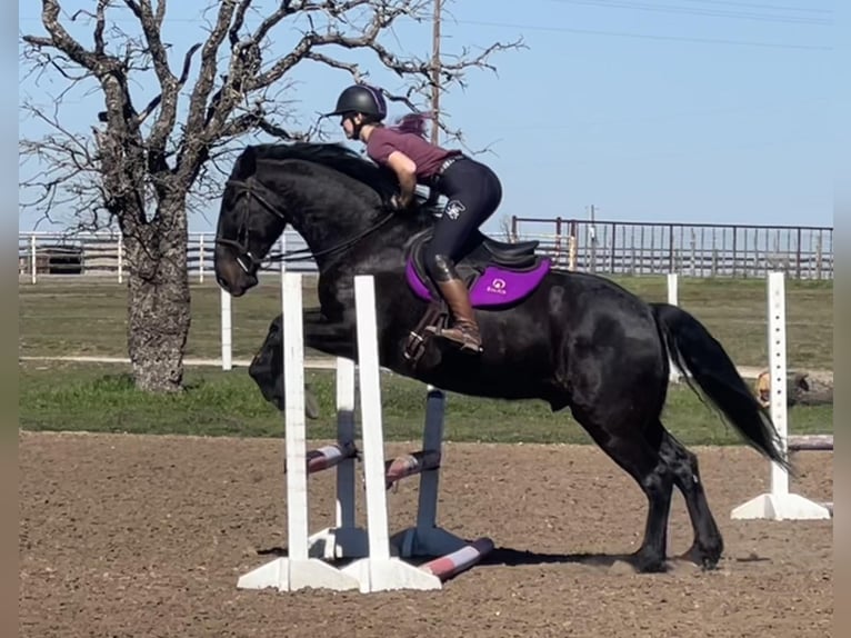 American Quarter Horse Gelding 7 years 16 hh Black in Jacksboro TX