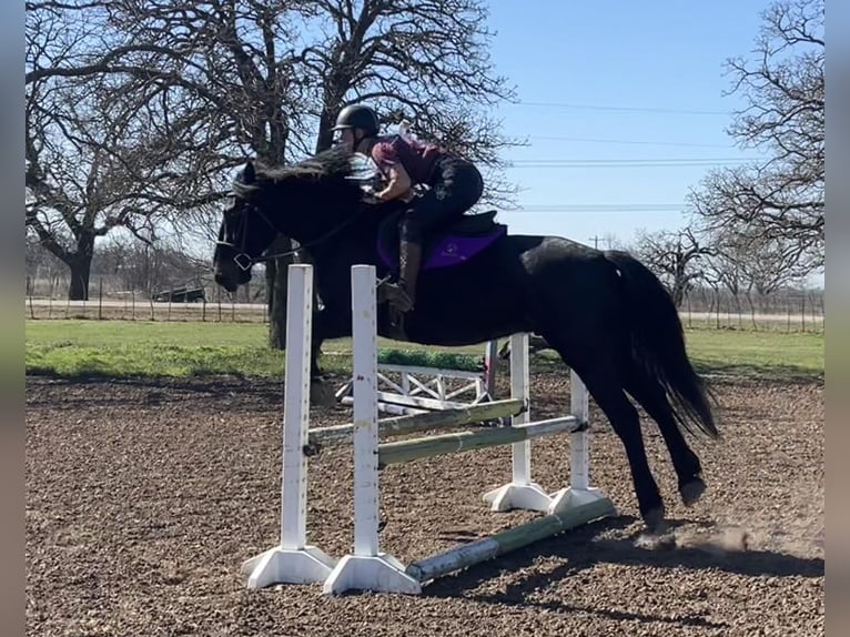 American Quarter Horse Gelding 7 years 16 hh Black in Jacksboro TX