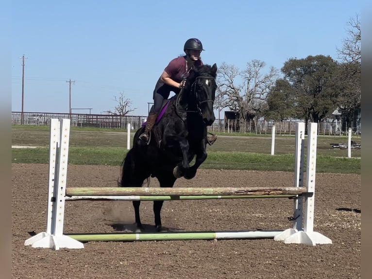 American Quarter Horse Gelding 7 years 16 hh Black in Jacksboro TX