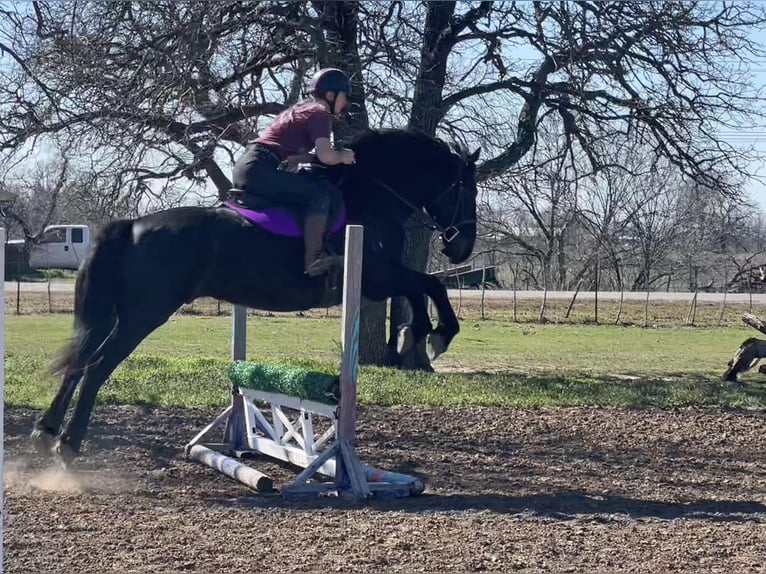 American Quarter Horse Gelding 7 years 16 hh Black in Jacksboro TX