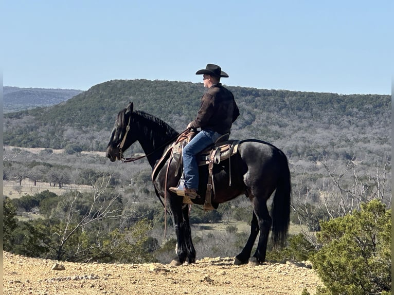 American Quarter Horse Gelding 7 years 16 hh Black in Jacksboro TX